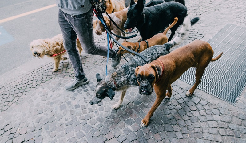 Kugelschreiber zusammenbauen kann man sich sparen, Hunde-Betreuung ist ein realer Nebenjob und macht auch noch Spaß! (#06)