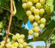 Pilzwiderstandsfähige Rebsorten stärken nachhaltigen Weinbau mit 4000 Hektar (Foto: Intervinum AG)
